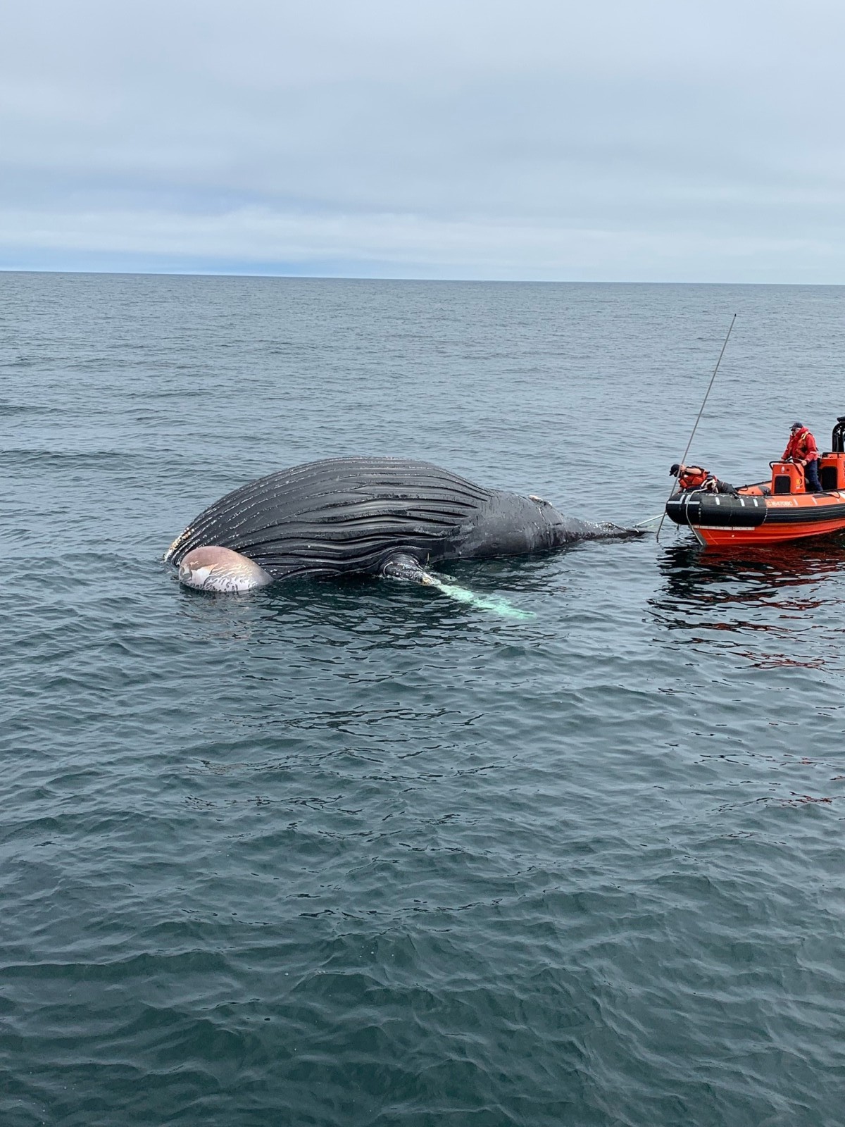 dead whale washes up on beach Dead humpback whale washes up on fire island beach